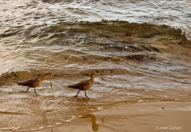 Two Birds on the Beach