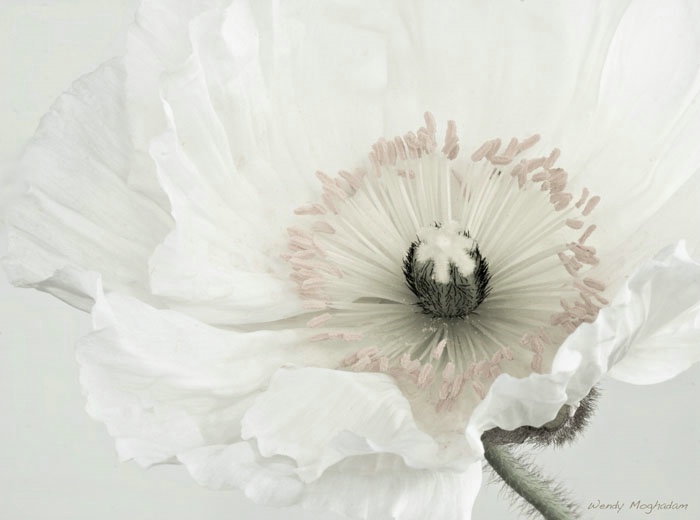 A Poppy study 
