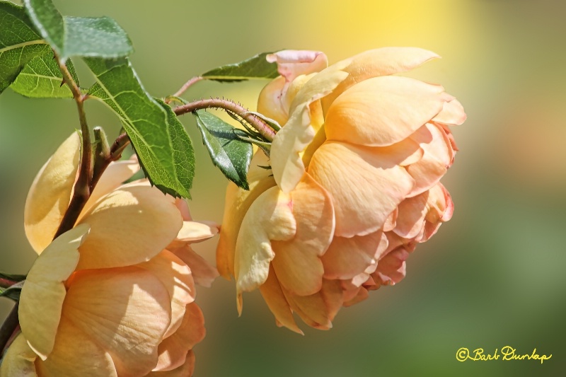 A Peach of a Rose