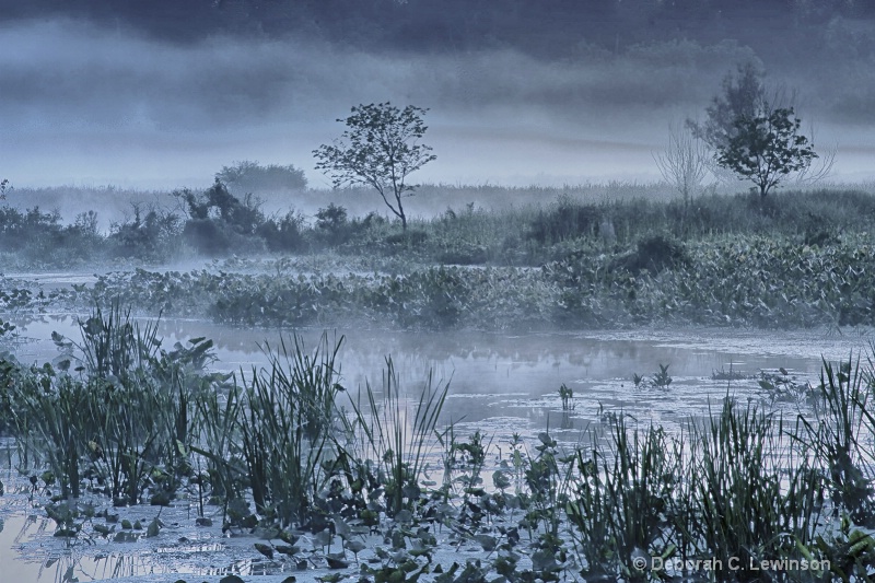 The Great Swamp - ID: 11708689 © Deborah C. Lewinson