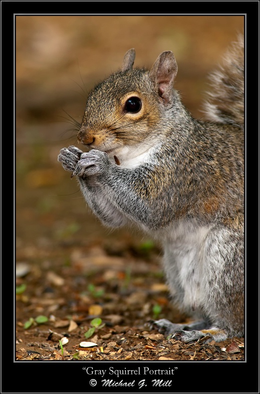 Gray Squirrel Portrait