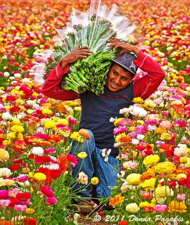 Harvesting Ranunuculus 