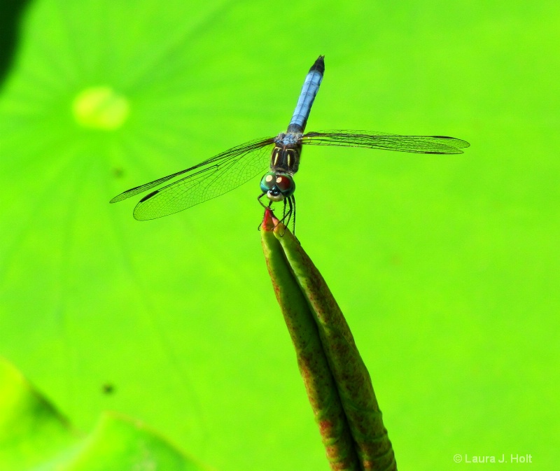 Eastern Pondhawk dragonfly