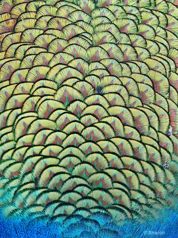 Peacock Patterns