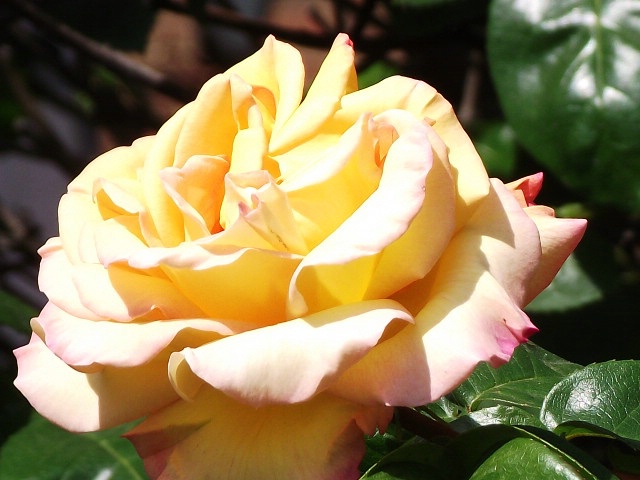 Rose cropped- Putney