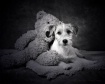 Farewell Lucky Bo...