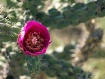 cacti flower 2
