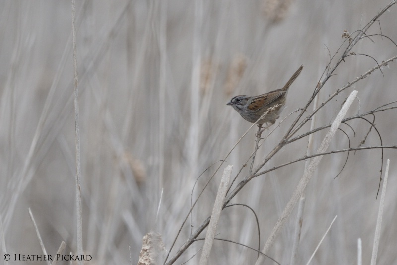 Swamp Sparrow on Territory