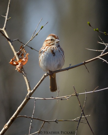 Spring Song Sparrow