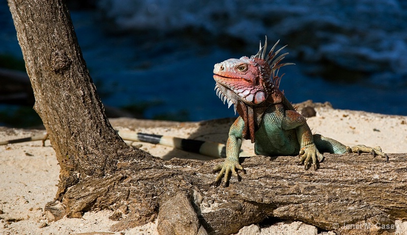 Iguana@St.Thomas