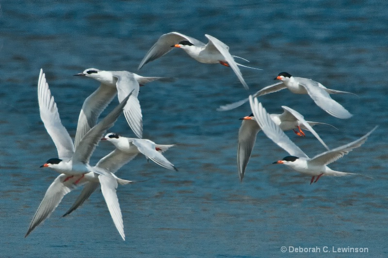 Tern Flight - ID: 11712717 © Deborah C. Lewinson