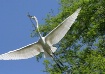 The Nest Builder