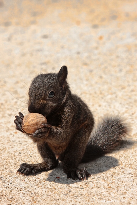 Thanks for the Walnut!