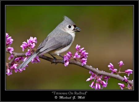 Titmouse On Redbud