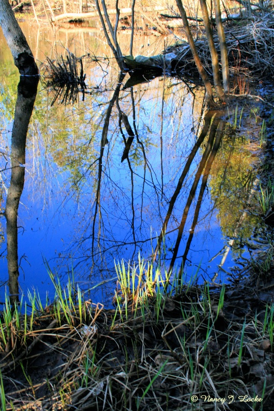 Spring Creek Reflections