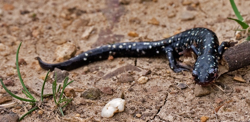 Slimy Spotteed Salamander