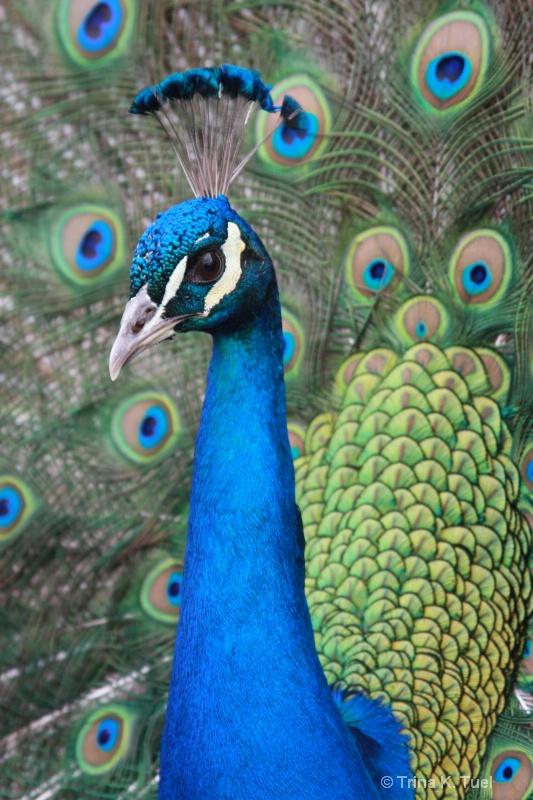 Peacock - ID: 11716078 © Trina K. Tuel