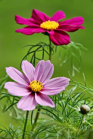 Pink Cosmos