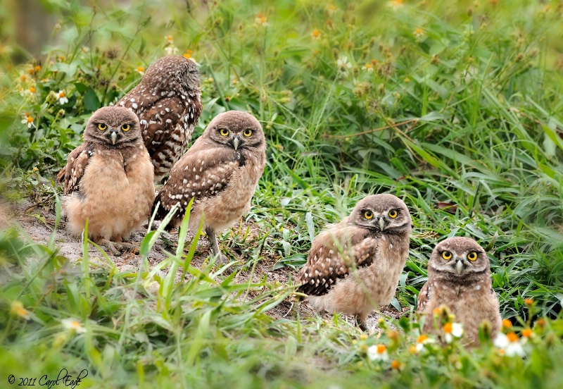 Owlets - ID: 11717168 © Carol Eade