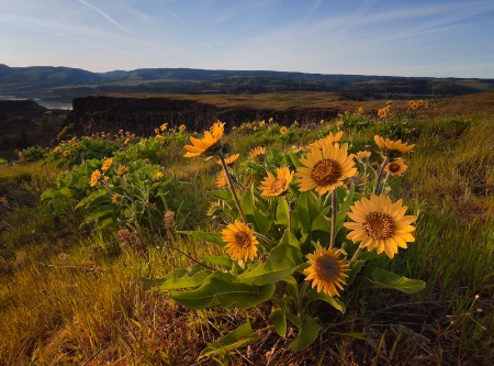 Tom McCall Preserve