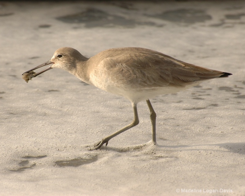 Sandpiper - Crabs for lunch 