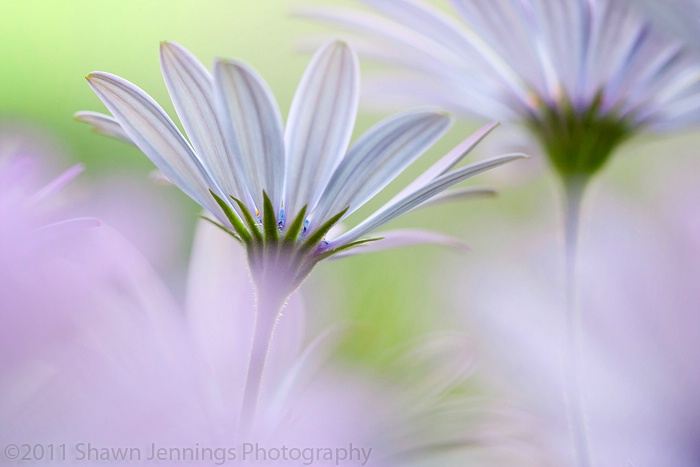 Colors of Spring