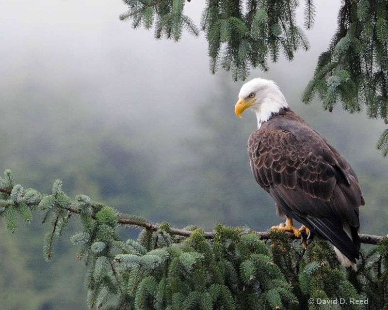 Alaskan Eagle - ID: 11720441 © David D. Reed