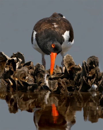 American Oystercatcher