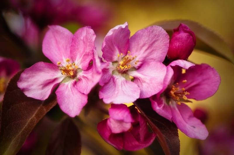 Pink Crabapple blossoms