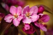 Pink Crabapple bl...