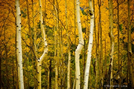 Aspens outside Santa Fe, New Mexico