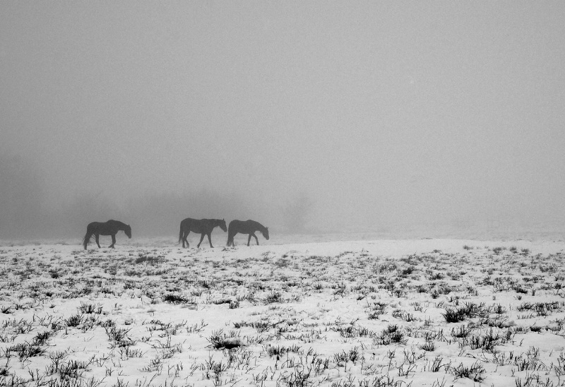 Hard Day To Be A Horse - ID: 11722069 © Sharon L. Langfeldt
