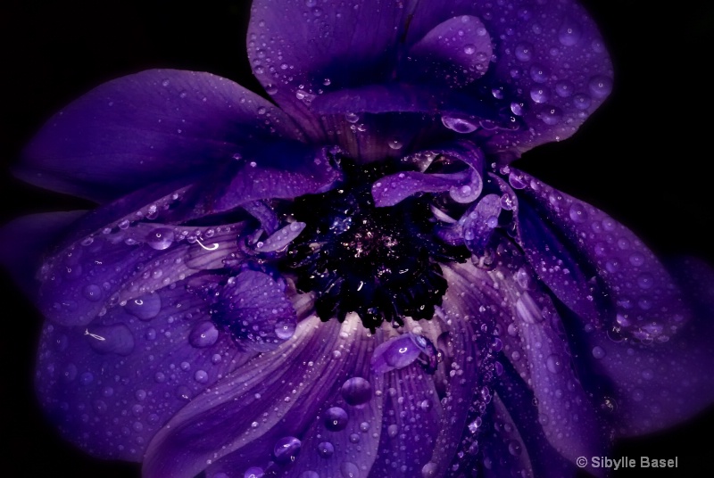 the color purple - ID: 11722569 © Sibylle Basel