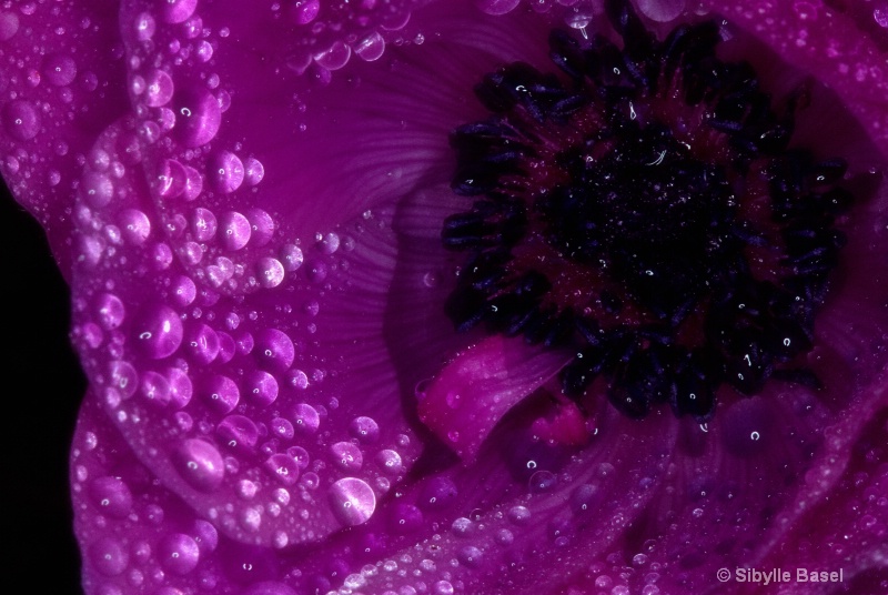water droplets - ID: 11722577 © Sibylle Basel