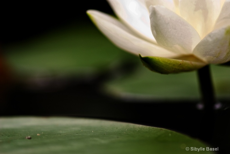 Water Lilly - ID: 11722582 © Sibylle Basel