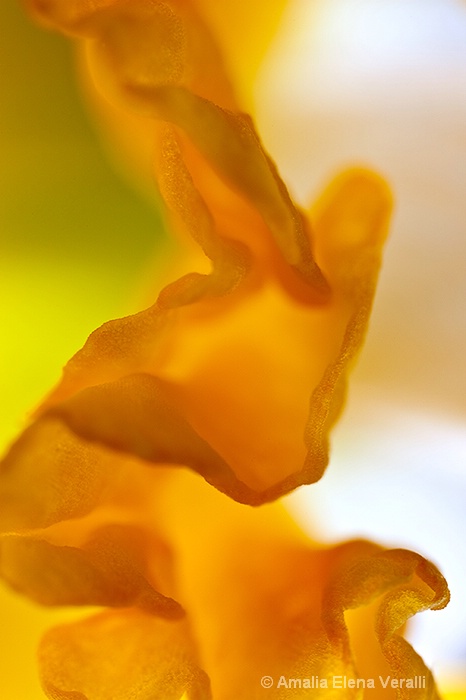 daffodil, yellow, flower, macro