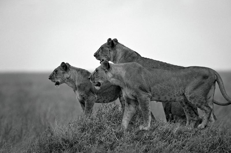 Three Lionesses