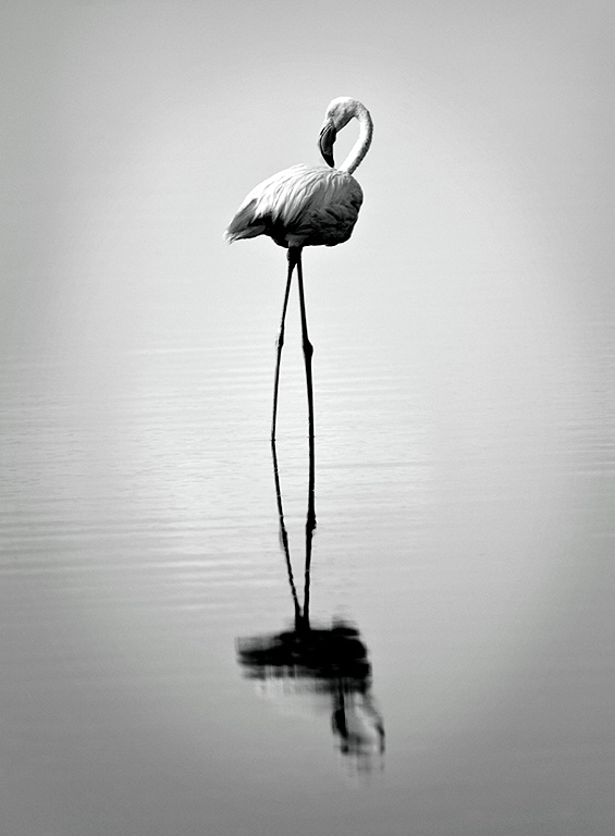 Greater Flamingo Reflection