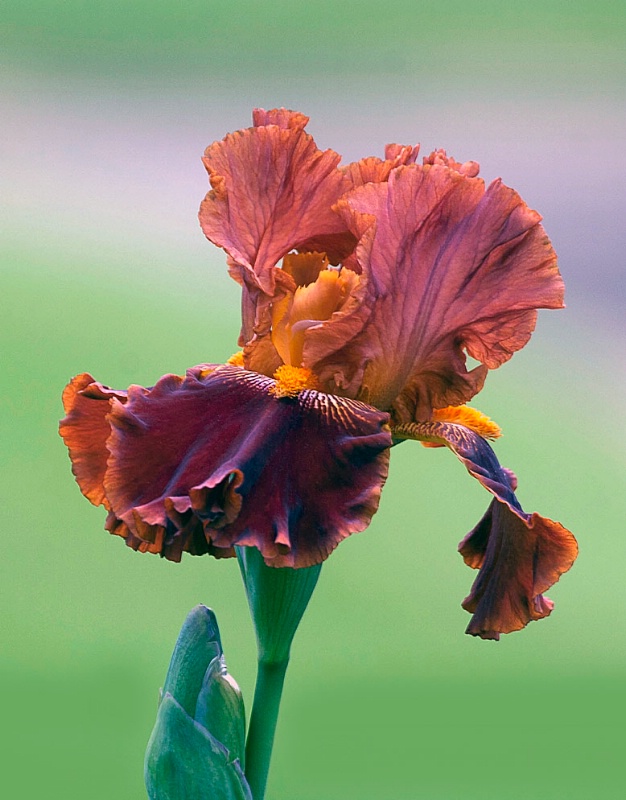 Rust Colored Iris