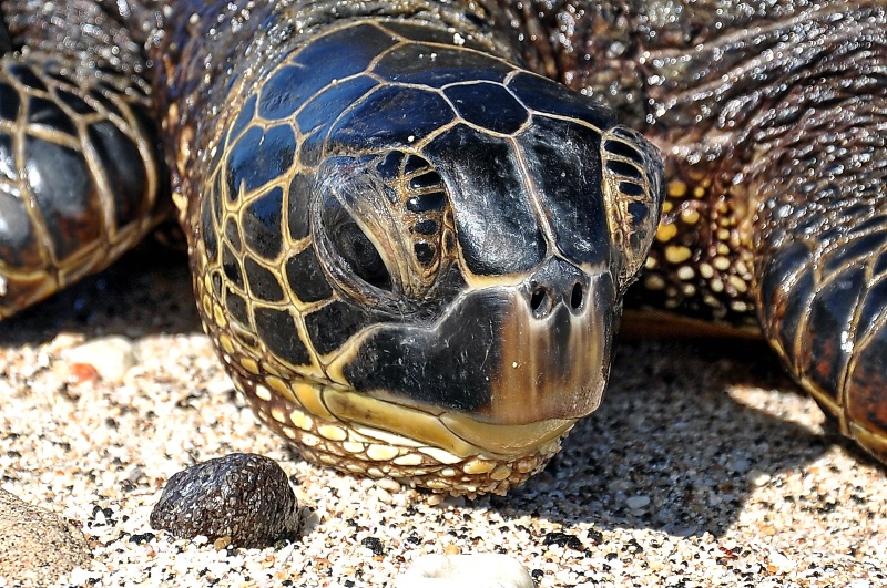 Green Sea Turtle