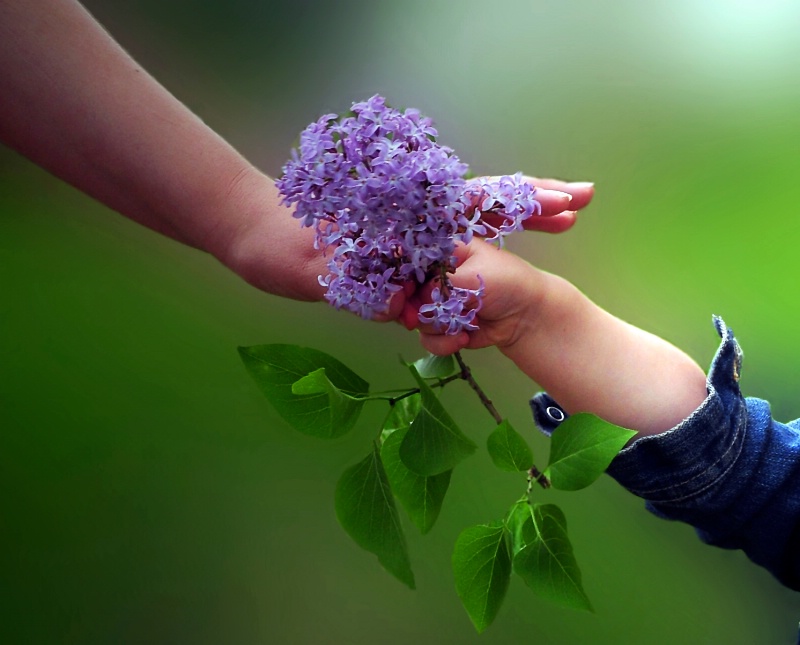 Flowers For Mommy