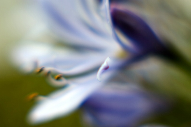 Nile Lily