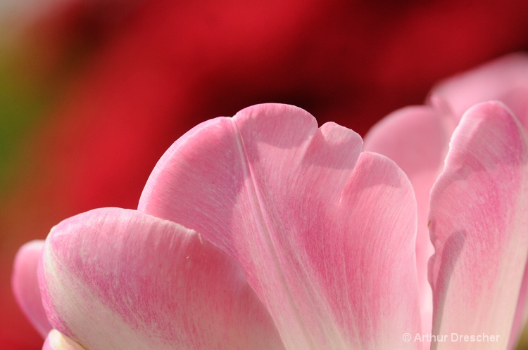 Pink Tulip and Red