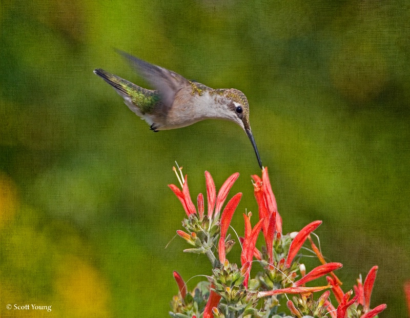 Hummer, Norfolk Botanical Gardens - ID: 11727737 © Richard S. Young