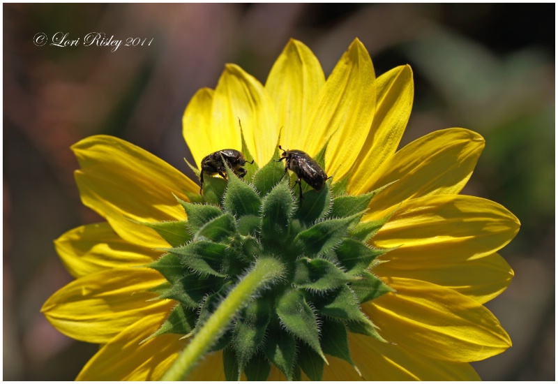 Flower Beetles
