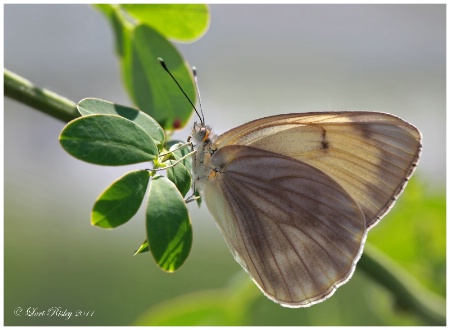 Great Southern White