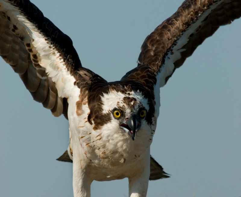 Osprey 4 - ID: 11729822 © Michael Cenci