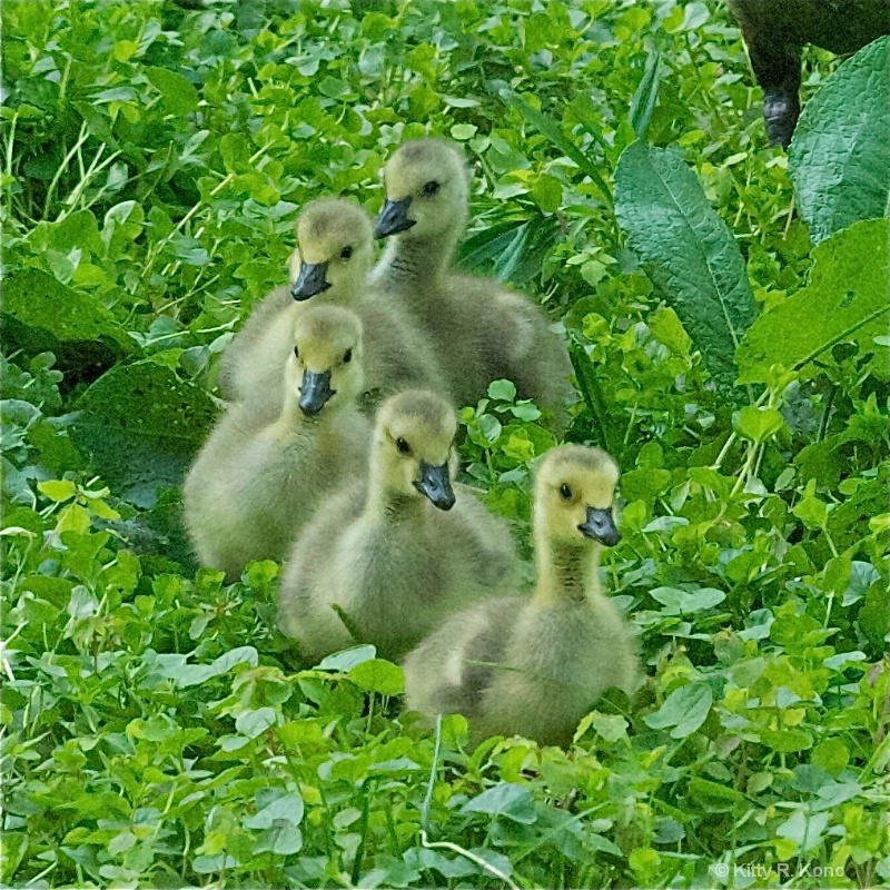 Five Little Ducklings All In a Row