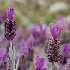 © Elliot Barnathan PhotoID# 11731282: Flowers at the Getty 2