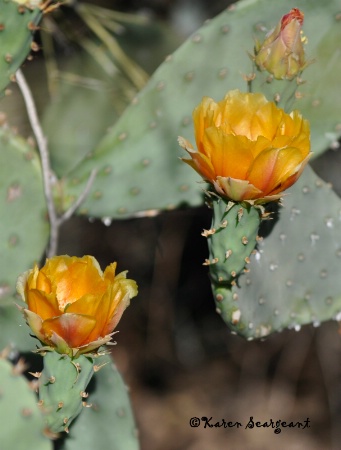 Cactus Flowers